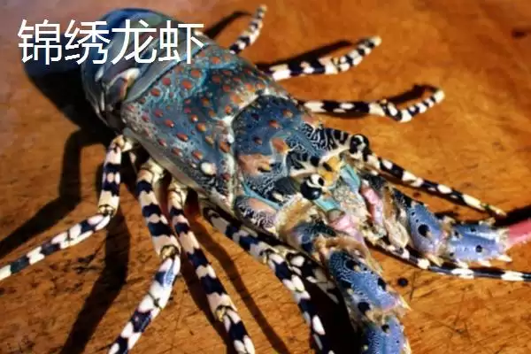 锦绣龙虾的产地 ,锦绣龙虾在我国主产于哪里呢插图1