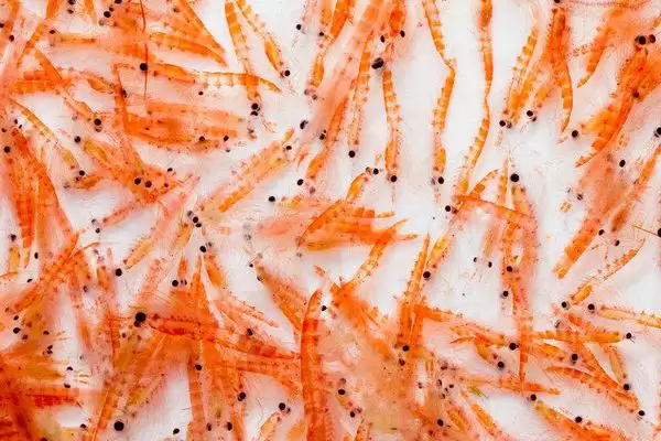 为什么磷虾不能吃?磷虾食用禁忌知识与养鱼关键细节?插图3 为什么磷虾不能吃?磷虾食用禁忌知识与养鱼关键细节?插图3
