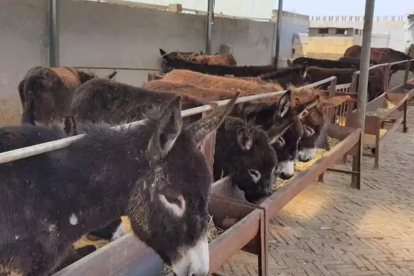 计算养100只肉驴年收益的方法和重点？计算养100只肉驴年收益要做好哪些细节？插图3