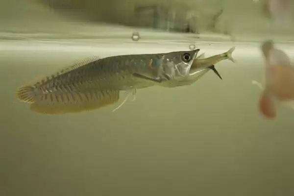银龙鱼喂活泥鳅好不好？银龙鱼食物选择与养鱼要点？插图1