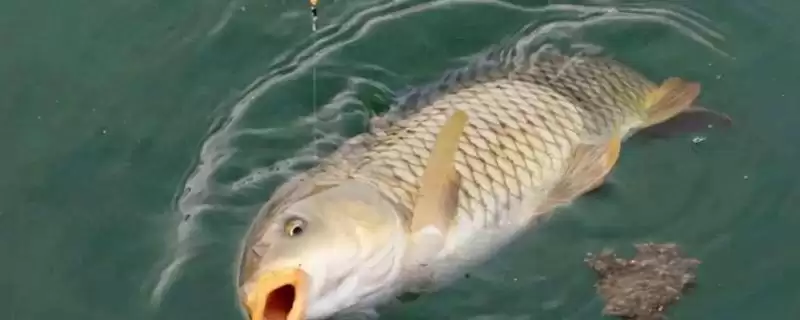夏天钓鲤鱼用什么漂？夏季钓鲤浮漂选择与养鱼关键细节探讨？-会东网