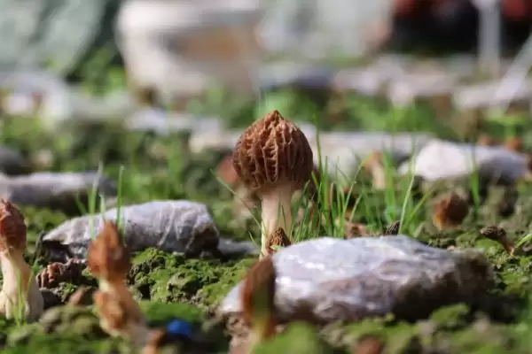 探寻羊肚菌幼菇发黄死亡原因的方法和重点?探寻羊肚菌幼菇发黄死亡原因要做好哪些细节?插图5 探寻羊肚菌幼菇发黄死亡原因的方法和重点?探寻羊肚菌幼菇发黄死亡原因要做好哪些细节?插图5