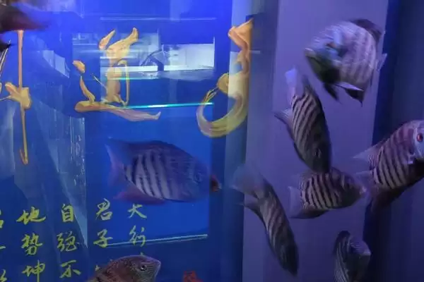 鱼鳍不舒展是啥原因？鱼鳍异常原因与养鱼重点细节？插图3