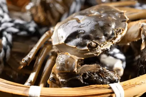 什么是太湖蟹？了解太湖蟹要知晓哪些关键的生物特性和产地信息？插图1