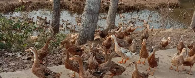确定鸭子养殖地方的方法和重点？确定鸭子养殖地方要做好哪些细节？-会东网