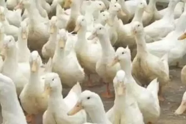了解鸭子白点病的方法和重点？了解鸭子白点病要做好哪些细节？插图3