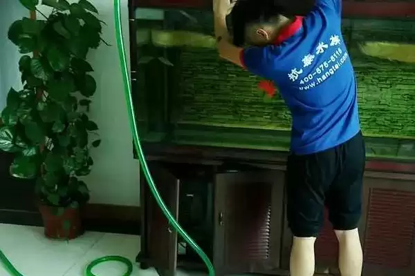 三湖慈鲷鱼缸开缸的方法是什么？三湖慈鲷鱼缸开缸方法与养鱼要点？插图3