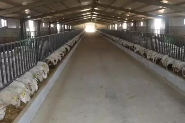 如何科学建造羊舍？建造羊舍要遵循哪些科学的建造原则和方法？插图2