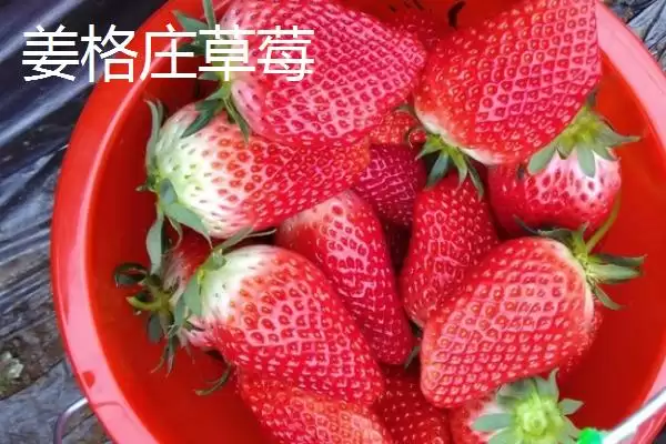 山东莱西的特产有哪些？特产知识与养鱼方法要点？插图4
