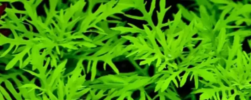 水罗兰水草好不好养？水罗兰水草养殖难度与养鱼要点？-会东网
