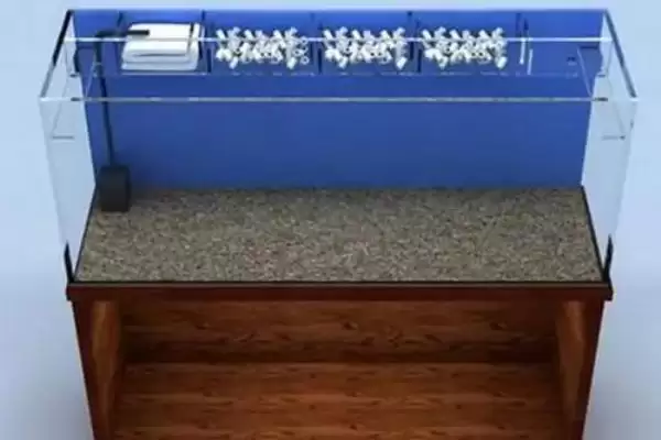 三湖慈鲷鱼缸开缸的方法是什么？三湖慈鲷鱼缸开缸方法与养鱼要点？插图2
