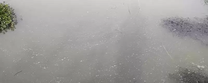 虾塘水质发黑的处理方法和要点？处理虾塘水质问题需注意什么？-会东网