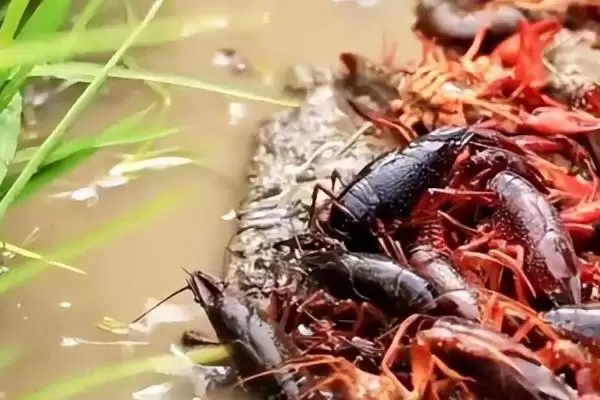 小龙虾产地的分布和要点？了解小龙虾产地需关注哪些关键信息？插图3