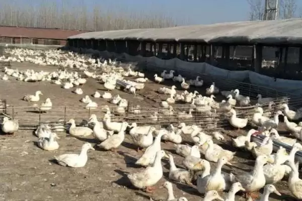 防治鸭病毒性肝炎的方法和重点？防治鸭病毒性肝炎要做好哪些细节？插图4