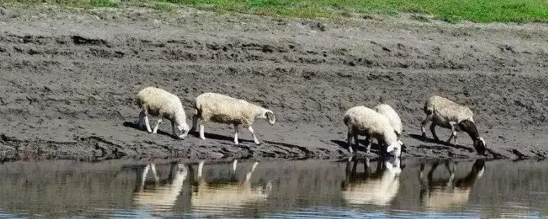 养羊饮水要点的方法和重点？养羊饮水要点要做好哪些细节？-会东网