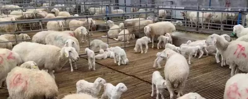 了解羊一年繁殖次数的方法和重点？了解羊一年繁殖次数要做好哪些细节？-会东网