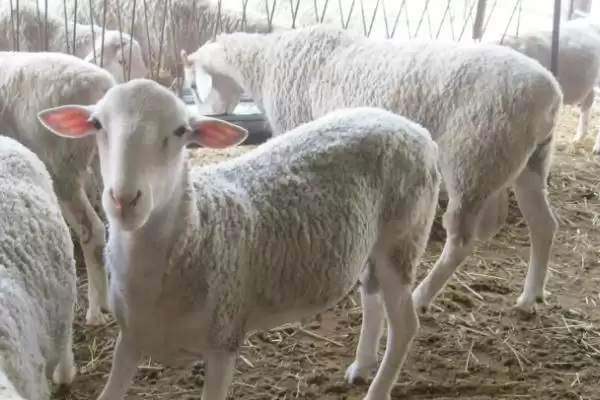 小尾寒羊特征的要点和解读?了解小尾寒羊需关注哪些关键特征信息?插图3 小尾寒羊特征的要点和解读?了解小尾寒羊需关注哪些关键特征信息?插图3