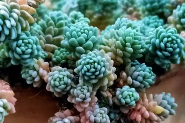 鱼子酱与洛可可、泡泡糖、达芙妮有何区别？鱼子酱知识与养鱼重点？插图8