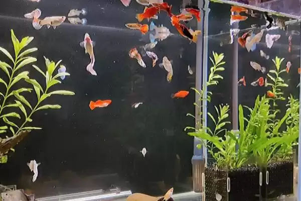 鱼会得抑郁症吗？鱼的心理状态与养鱼关键细节？插图2