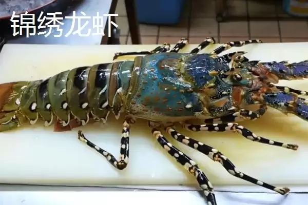 锦绣龙虾的产地 ,锦绣龙虾在我国主产于哪里呢插图2