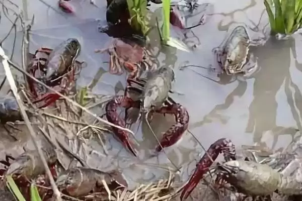 小龙虾生活习性的要点和解读？了解小龙虾生活习性需关注哪些关键信息？插图3