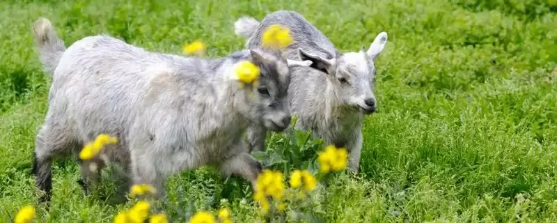 小羊每天牛奶摄入量的要点和判断？确定小羊牛奶量需考虑哪些因素？-会东网