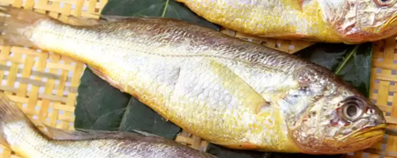 小黄鱼简介有哪些？小黄鱼知识科普与养鱼重点细节讲解？-会东网