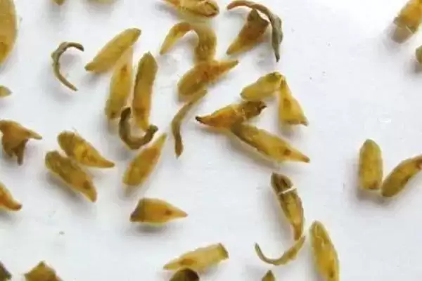 小龙虾的来源是哪里？小龙虾来源知识与养鱼方法要点讲解？插图5