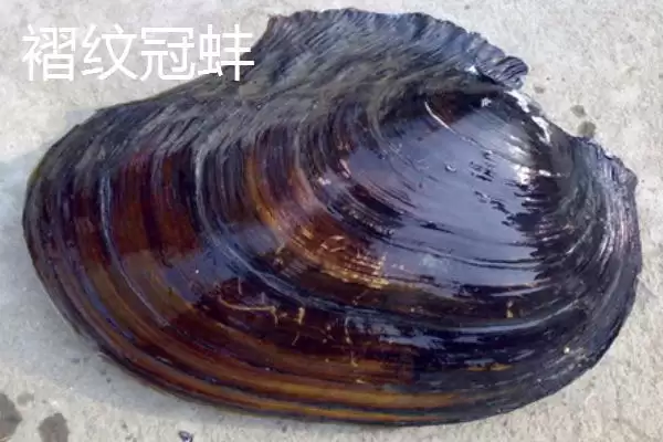 圆顶珠蚌产地在哪？圆顶珠蚌产地知识与养鱼要点？插图2