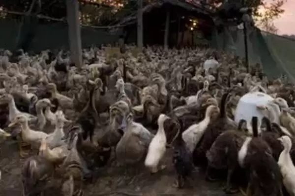 防治鸭病毒性肝炎的方法和重点？防治鸭病毒性肝炎要做好哪些细节？插图7