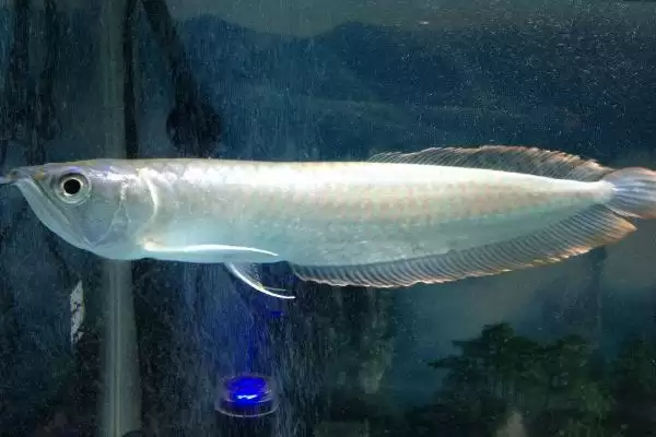 银龙鱼能不能喂红虫？银龙鱼喂食知识与养鱼关键细节？插图1
