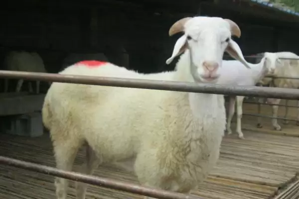 小尾寒羊特征的要点和解读?了解小尾寒羊需关注哪些关键特征信息?插图1 小尾寒羊特征的要点和解读?了解小尾寒羊需关注哪些关键特征信息?插图1