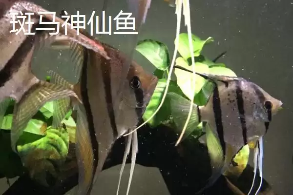 熊猫神仙鱼产地在哪？鱼类产地知识与养鱼重点方法？插图3