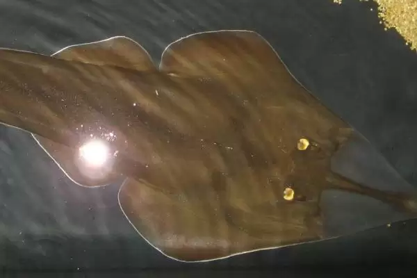 鳐鱼有哪些种类？鳐鱼种类认知与养鱼方法细节？插图6