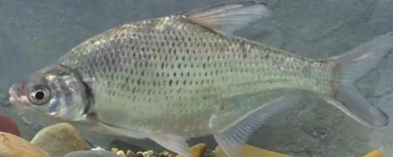 三角鲂是什么鱼？三角鲂知识科普与养鱼重点细节？-会东网