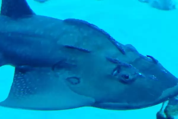 鳐鱼有哪些种类？鳐鱼种类认知与养鱼方法细节？插图5