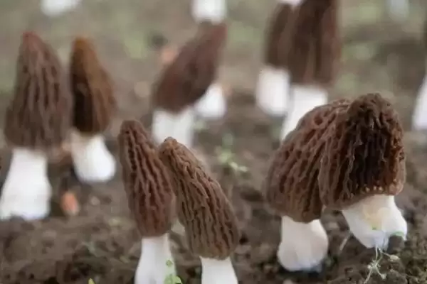 了解羊肚菌生长环境的方法和重点？了解羊肚菌生长环境要做好哪些细节？插图2