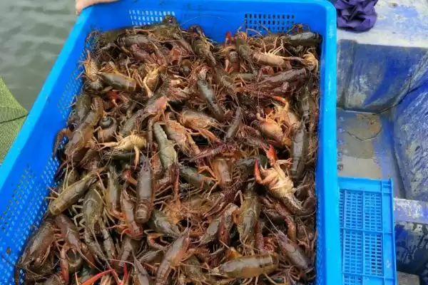 分析养虾利润与成本风险的方法和重点？分析养虾利润与成本风险要做好哪些细节？插图3