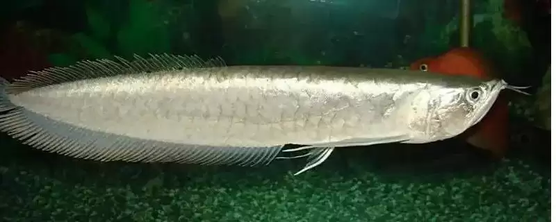 银龙鱼能不能喂红虫？银龙鱼喂食知识与养鱼关键细节？-会东网