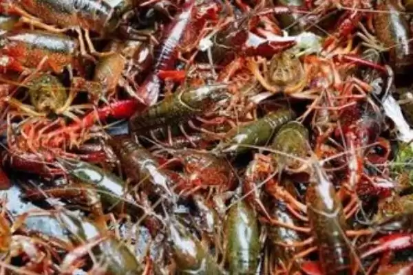 小龙虾危害的种类和要点？了解小龙虾危害需关注哪些关键信息？插图1