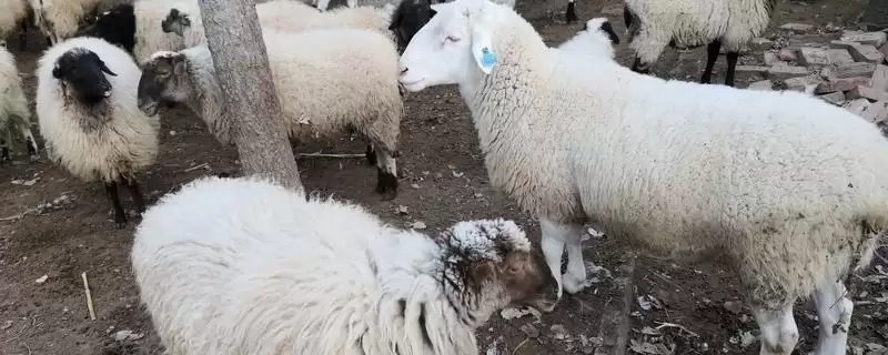 治疗羊胃积食的方法和重点？治疗羊胃积食要做好哪些细节？-会东网