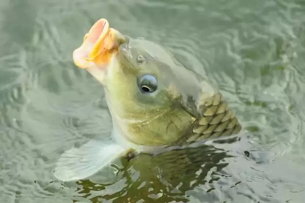 夏天钓鲤鱼用什么漂？夏季钓鲤浮漂选择与养鱼关键细节探讨？插图3