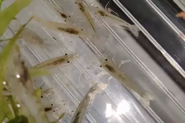 如何在家里养小虾？在家里养小虾要掌握哪些合适的饲养方法？插图1