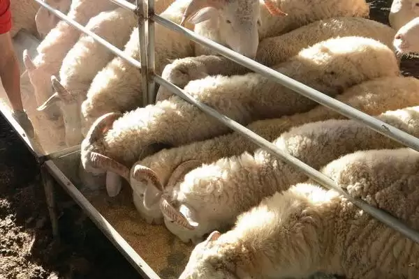 给羊喂盐的方法和重点?给羊喂盐要做好哪些细节?插图1 给羊喂盐的方法和重点?给羊喂盐要做好哪些细节?插图1