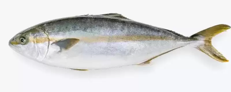 章红鱼的价格是多少？章红鱼价格认知与养鱼重点事项？-会东网