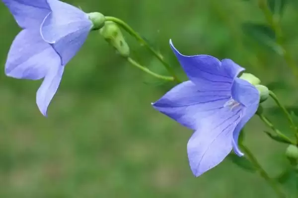 热门的农村水产养殖项目有哪些？农村水产项目与养鱼方法要点？插图5