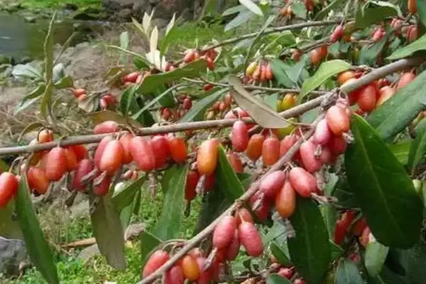 了解羊奶果生长环境的方法和重点?了解羊奶果生长环境要做好哪些细节?插图1 了解羊奶果生长环境的方法和重点?了解羊奶果生长环境要做好哪些细节?插图1