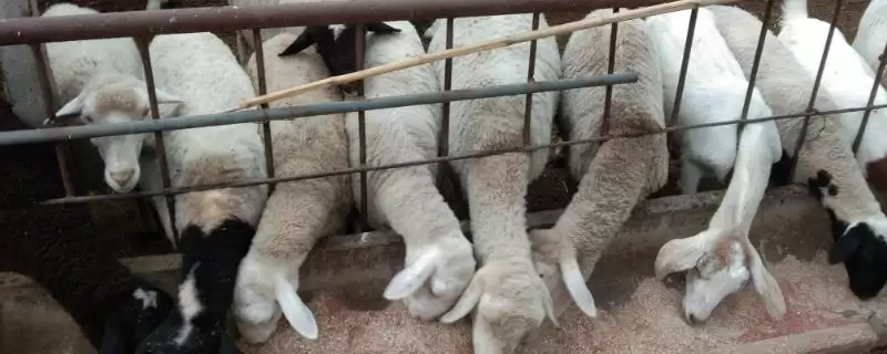 养羊准备工作的方法和重点？养羊准备工作要做好哪些细节？-会东网