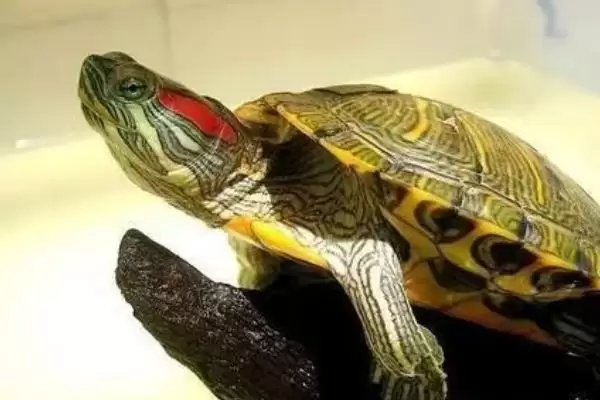 什么是古巴彩龟？了解古巴彩龟要知晓哪些关键的生物特性和分布？插图1