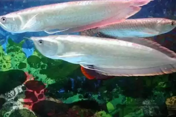 银龙鱼喂活泥鳅好不好？银龙鱼食物选择与养鱼要点？插图2